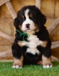6 weeks 2