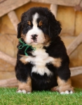 6 weeks 3