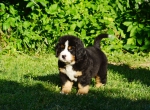 7 weeks
