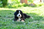 7 weeks 