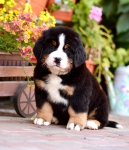 7 weeks 1