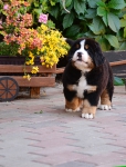 7 weeks 2
