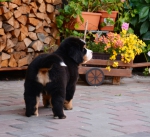 7 weeks 3