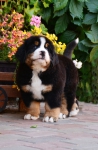 7 weeks 5