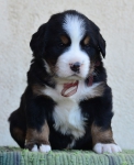 4 weeks 3