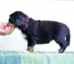 4 weeks 5