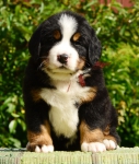 5 weeks