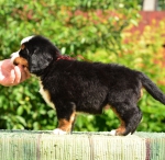 5 weeks 