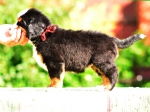5 weeks 2