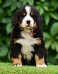 6 weeks