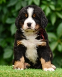 6 weeks 1