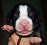 m brown 7 days
