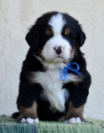 4 weeks