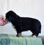 4 weeks 1