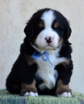 4 weeks 2