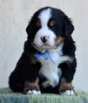 4 weeks 3