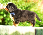 5 weeks
