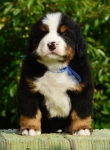 5 weeks 2