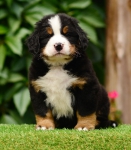6 weeks