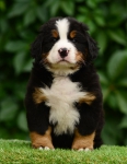6 weeks 