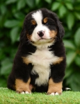 6 weeks 1