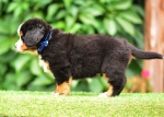 6 weeks 3