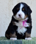 4 weeks 1