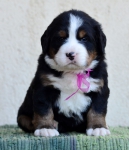 4 weeks 2