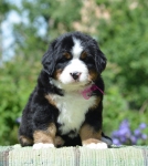 5 weeks 6