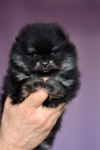 4 weeks 