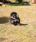 8 weeks 1