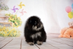 diva 7 weeks