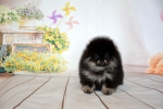 diva 7 weeks 1