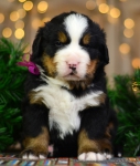 4 weeks 2