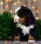4 weeks 3