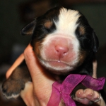 m violet 1 day