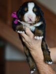 m violet 3 weeks