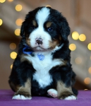 4 weeks