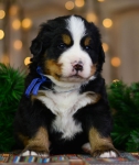 4 weeks 3