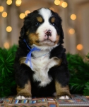 4 weeks 4
