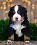 4 weeks 5