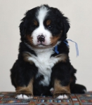 5 weeks