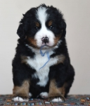 5 weeks 