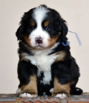5 weeks 1