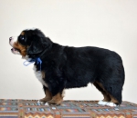5 weeks 5