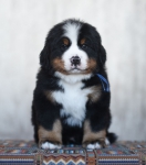 6 weeks 2