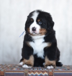 6 weeks 3