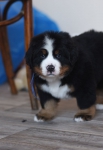 6 weeks 4