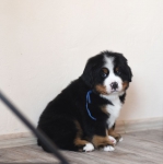 6 weeks 5