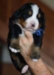 m blue 3 weeks
